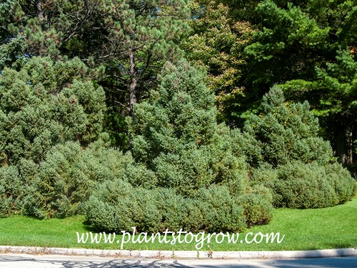 Doumetii Black Spruce (Picea mariana 'Doumetii')
Images of some mature plants.